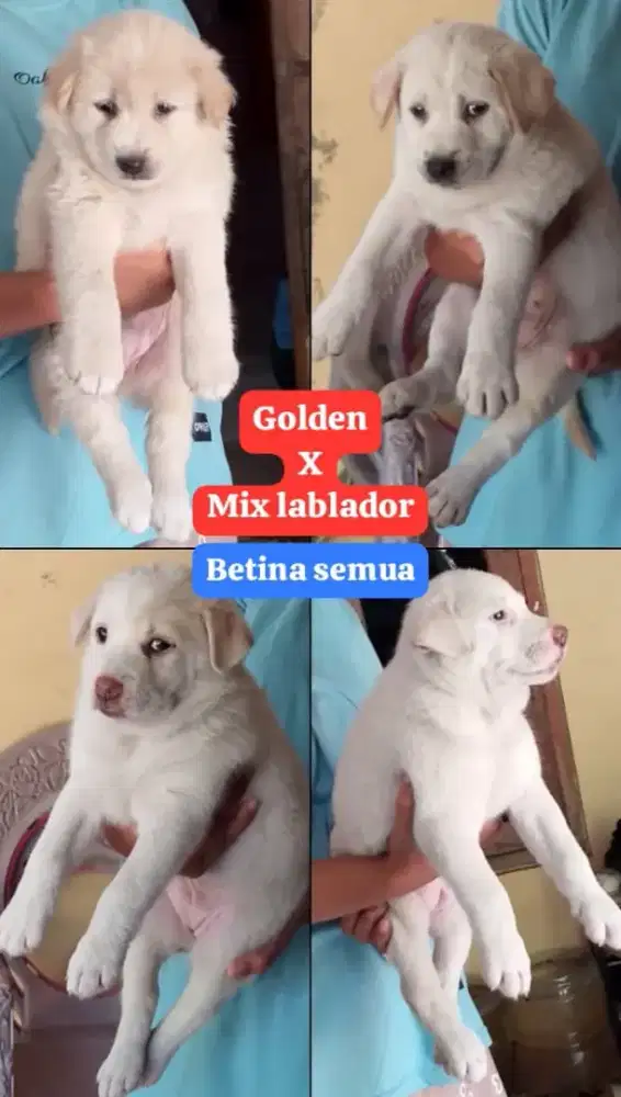 Golden mix lablador betina smua