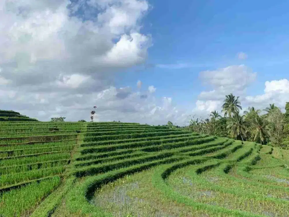 jual tanah sawah murah 7,900m2 harga 17 jt/ are/m2...lokasi selemadeg barat