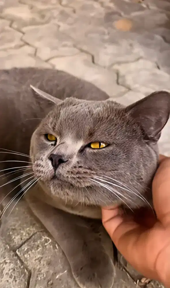 Blue jantan PEDIGREE, birahi