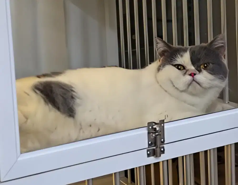 Bicolour BLUE betina PEDIGREE siap kawin