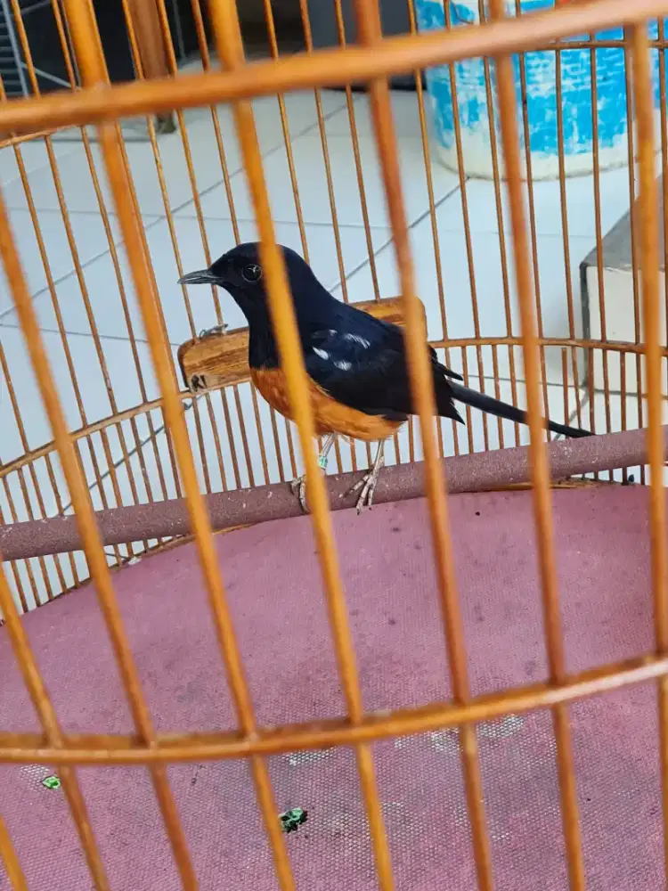 Murai blorok MBRK Gacor