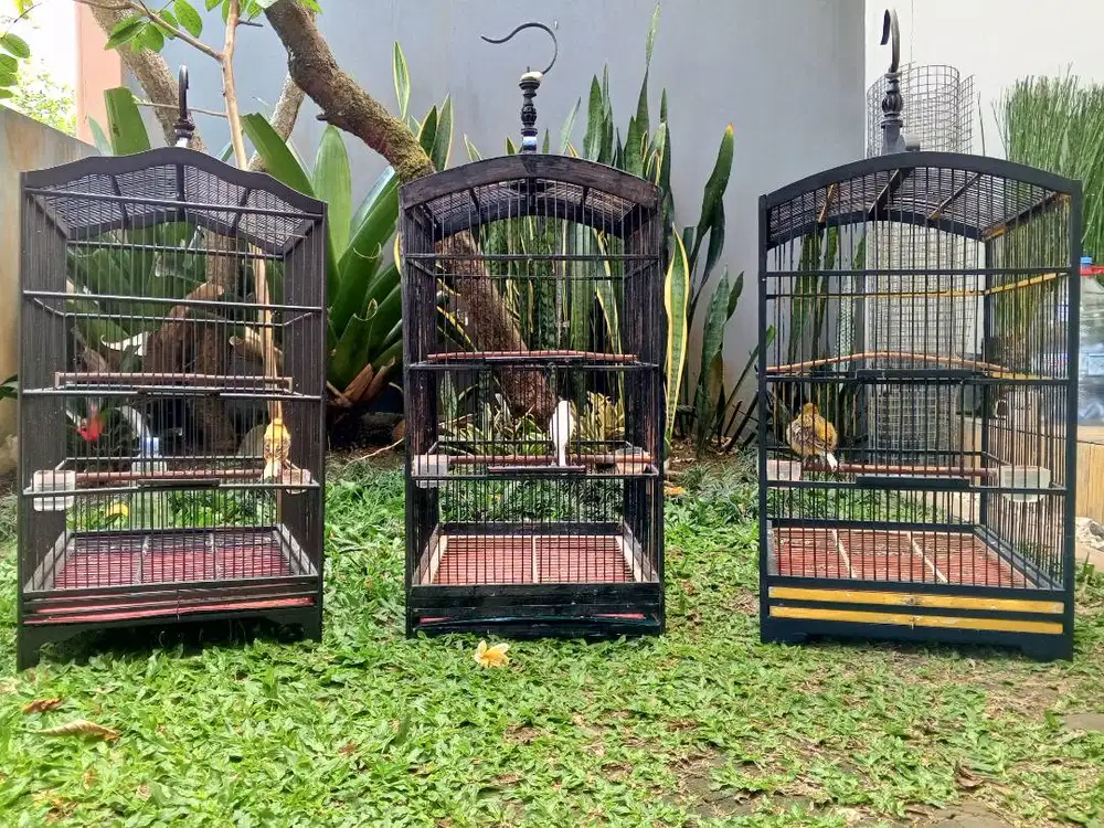 Kenari Loper Hijau botol