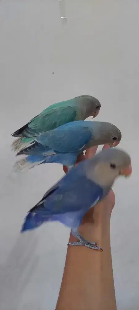 Lovebird jinak non klep skil trik Rolling spin ftm bomerang
