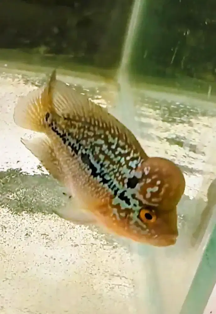 Ikan louhan ukuran hampir 3 jari
