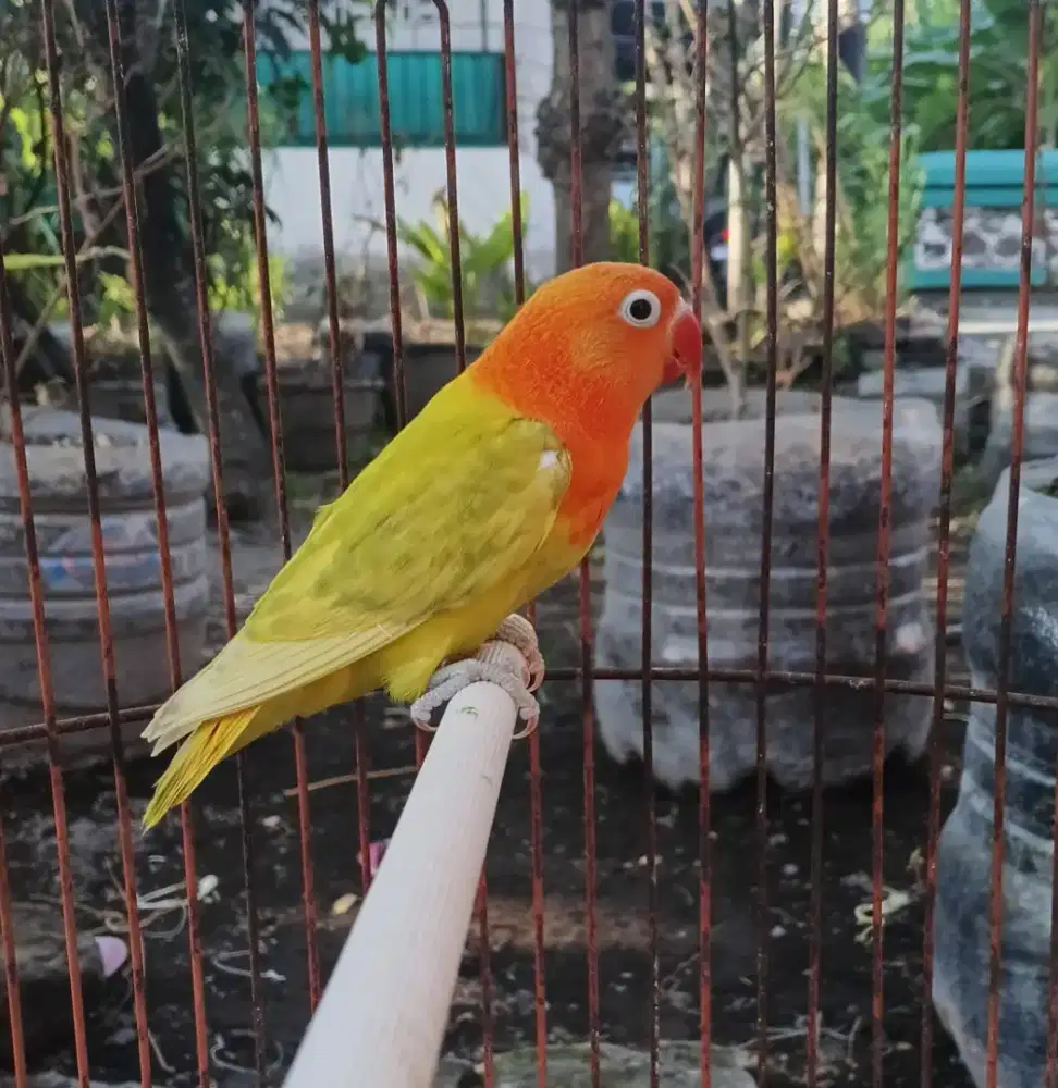 Biola pastel/yf