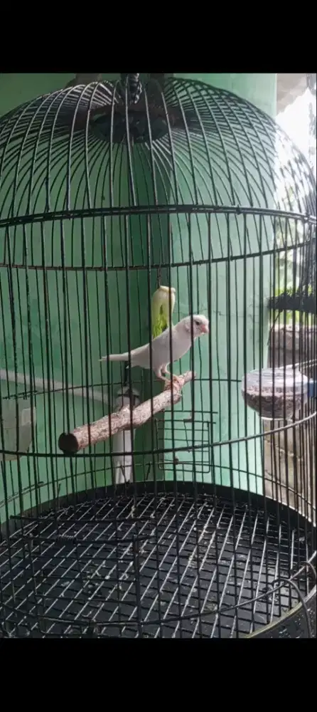 Kenari paud sehat lincah.