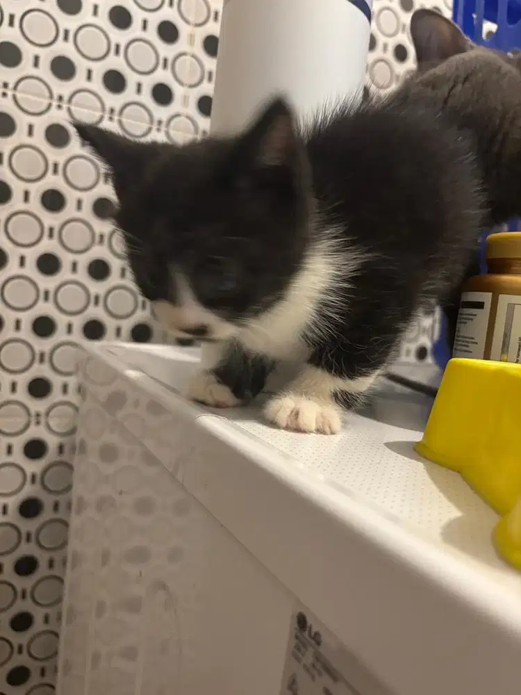 Kitten bsh mix persia bigbone