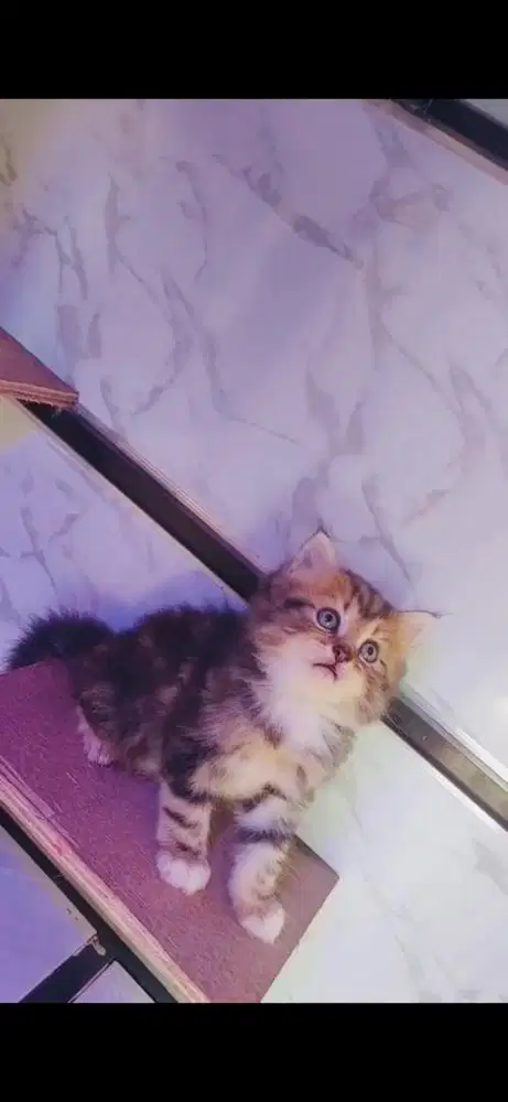 Kucing Persia Long hair Bigbone