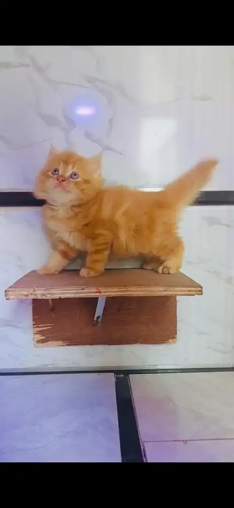 Kucing Persia Long Hair Bigbone Jantan