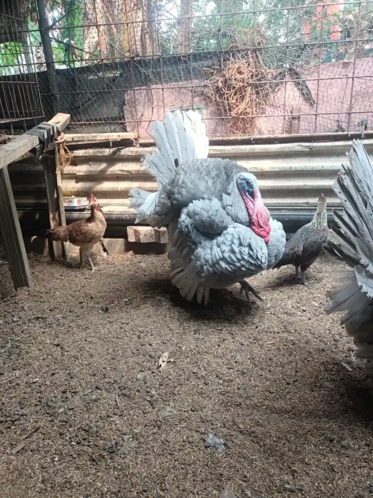 Ayam kalkun dewasa 1 jantan