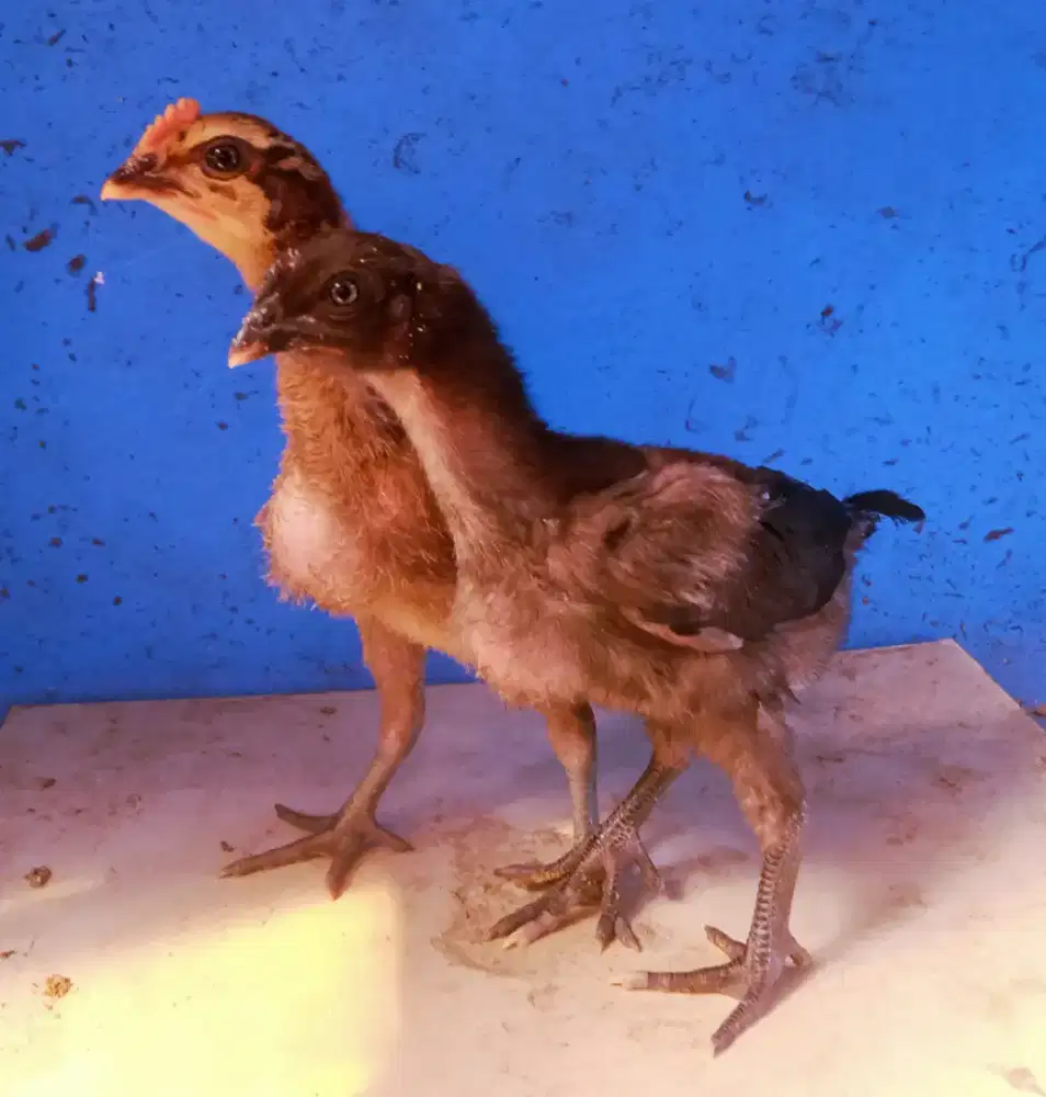 AYAM PELUNG ANAKAN