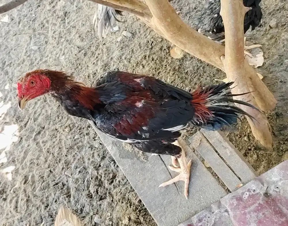 Ayam elid muda ...