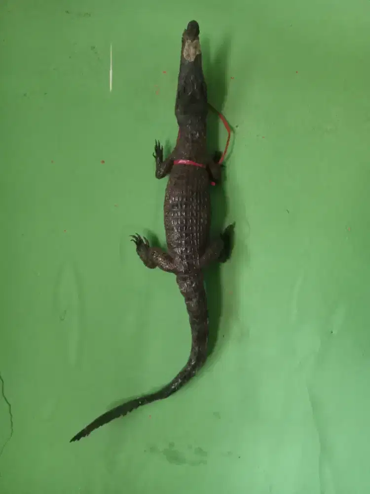 Hiasan buaya aslij