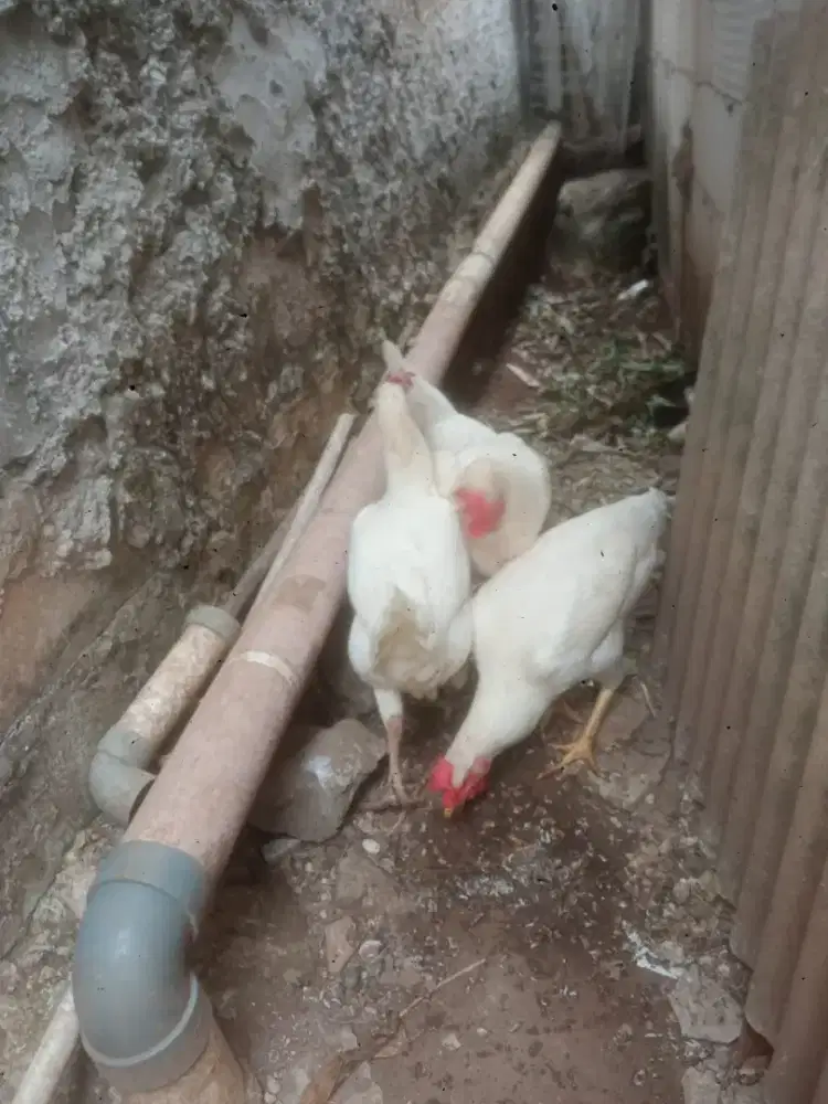 Ayam pelung putih