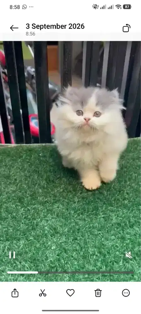 Kucing kitten persia flatnose betina
