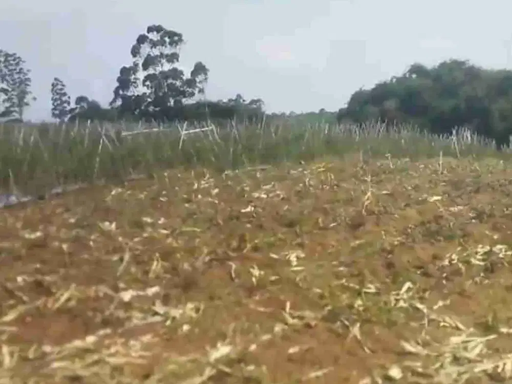 Tanah kebun panglengan bisa beli 3, 5, 7 hektar