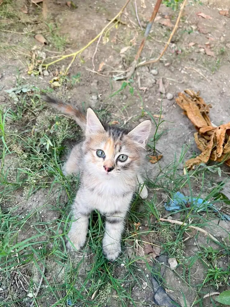 Kucing mixdom jantan dan betina