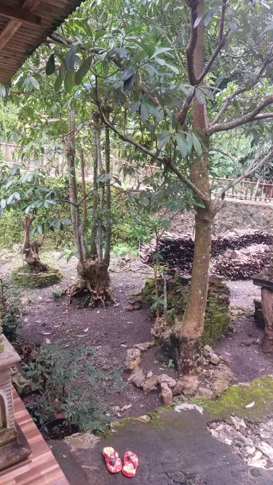 Pohon pule perindang