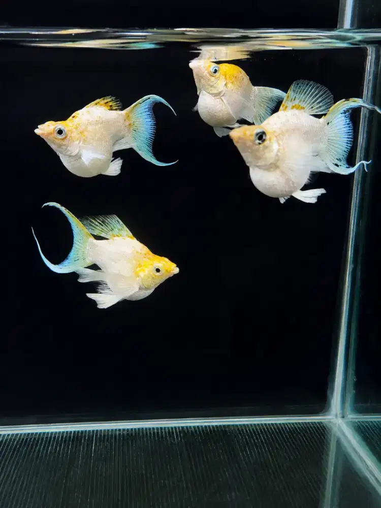 4e Indukan Molly sakura cawang jumbo