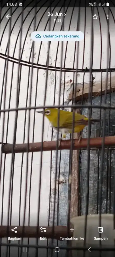 Burung kecilmurah