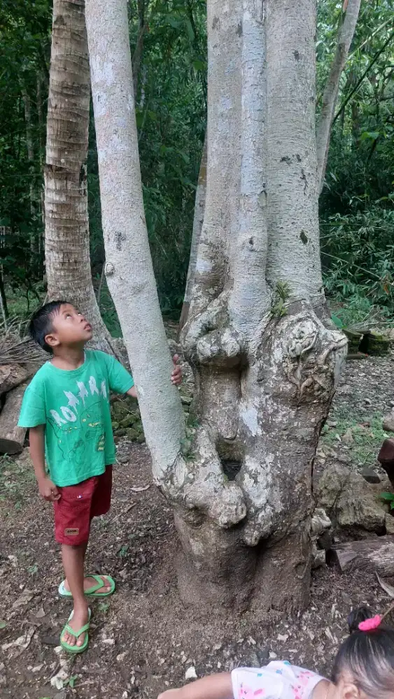 Pohon pule taman