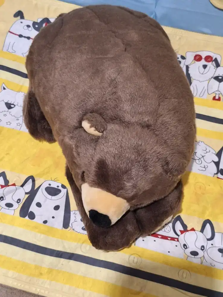 Boneka beruang spring air asli