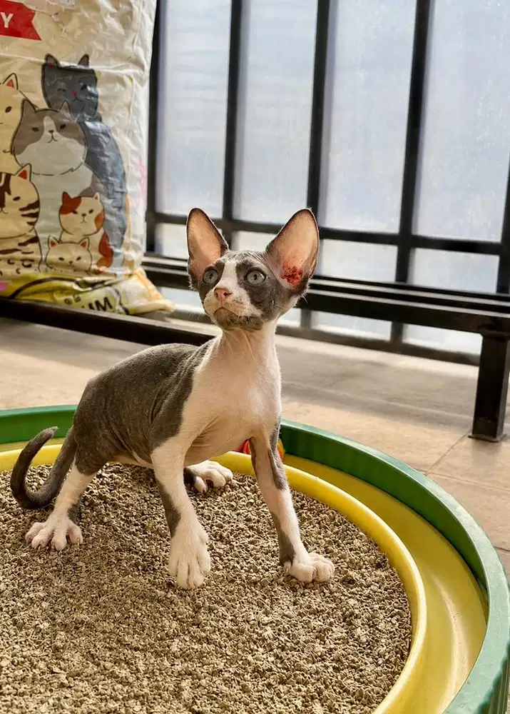 Kitten sphynx bicolor jantan