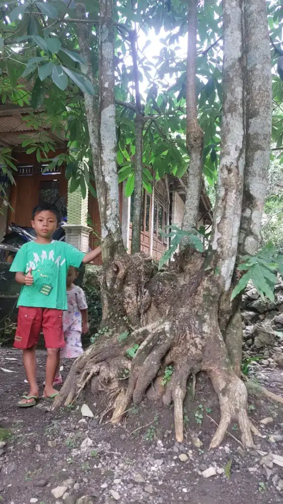 Pohon pule fosilll