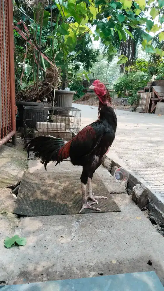 Ayam Bangkok/Laga