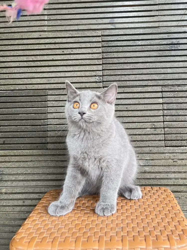 Kucing kitten British Shorthair 3 bulan
