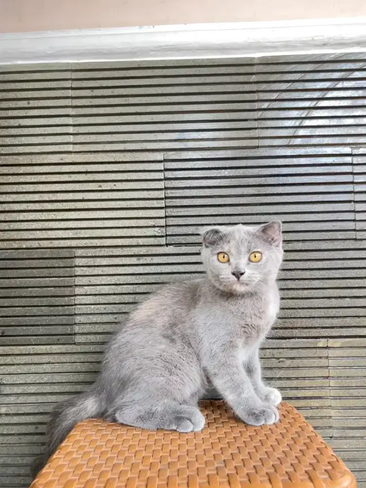 Kucing British Shorthair X Scottish Fold 3 bulan