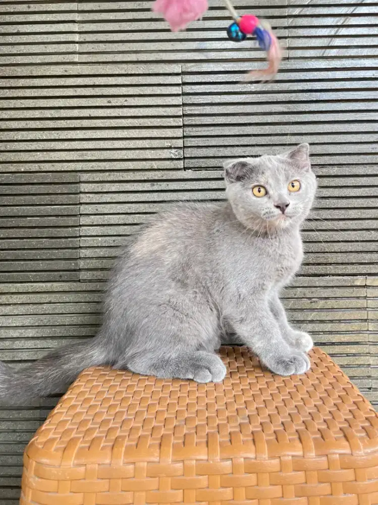 Kucing Kitten British Shorthair X Scottish Fold 4 bulan
