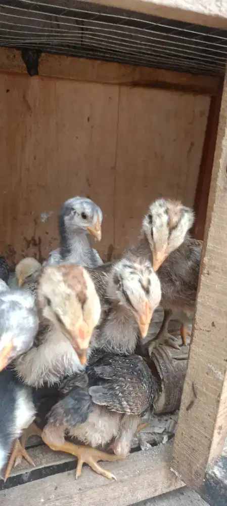 Ayam kampung usia 3-6 minggu