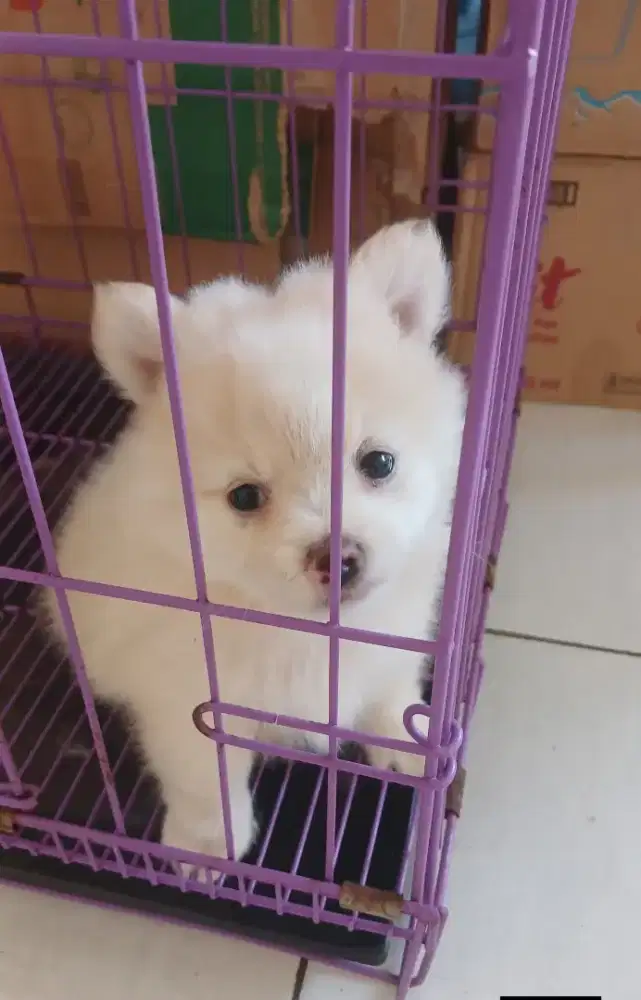 Anak Anjing Jenis Minipom