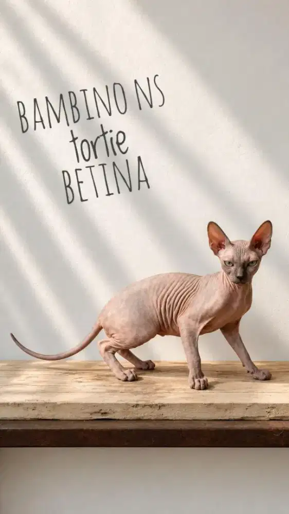Kucing spyhx betina