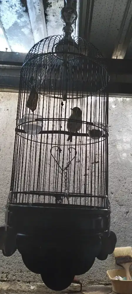 Burung bustomi jantan harian bunyi