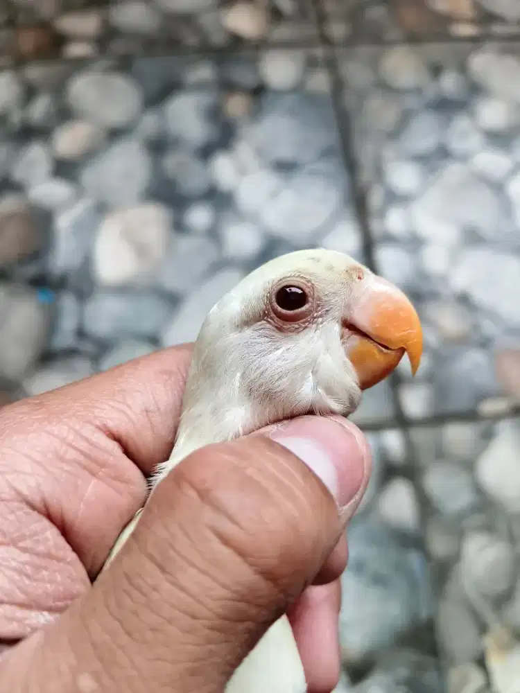 LOVEBIRD NON KLEP CREMINO MM