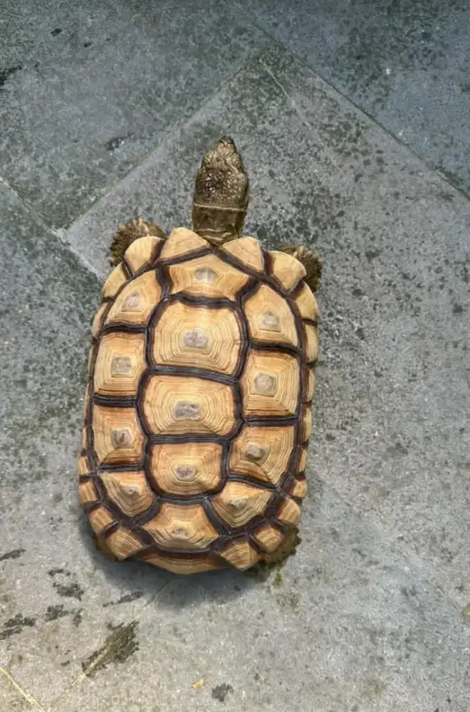 kura darat sulcata 28cm dan 30cm