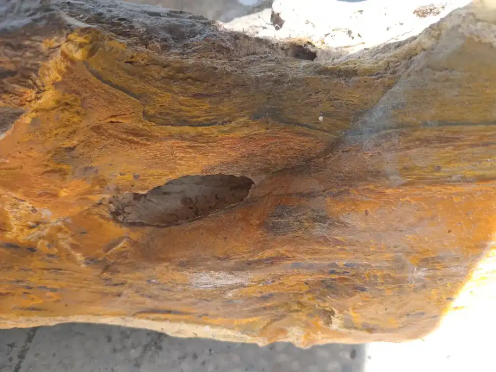 Batu Sungkai Original Fosil Kayu Pohon Sungkai