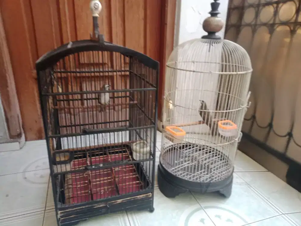 Burung trucuk an