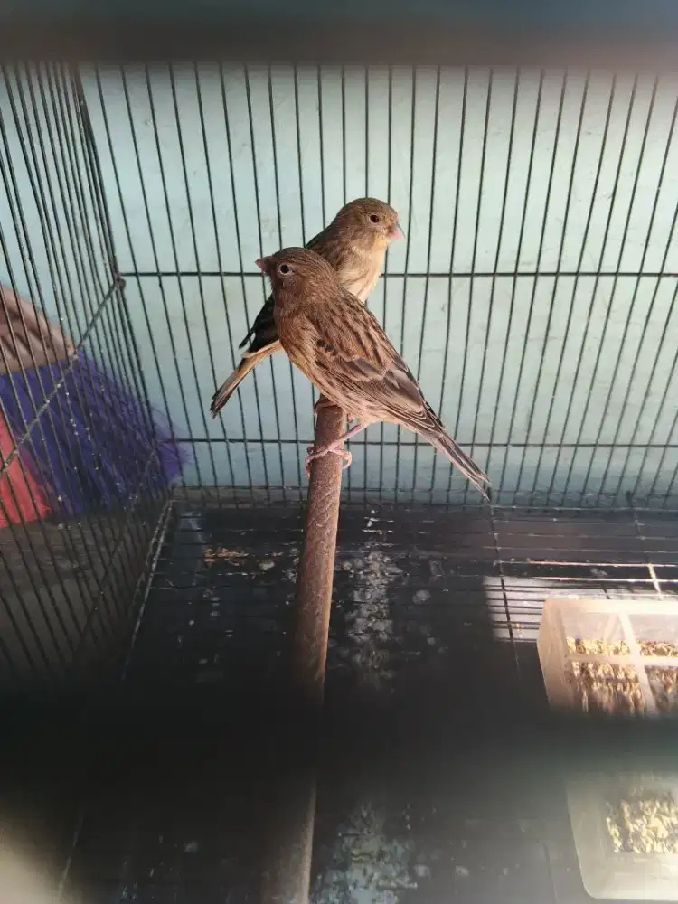 Burung kenari faud