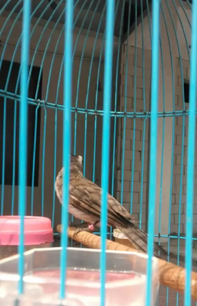 Burung trucukan ring dan sangkarnya