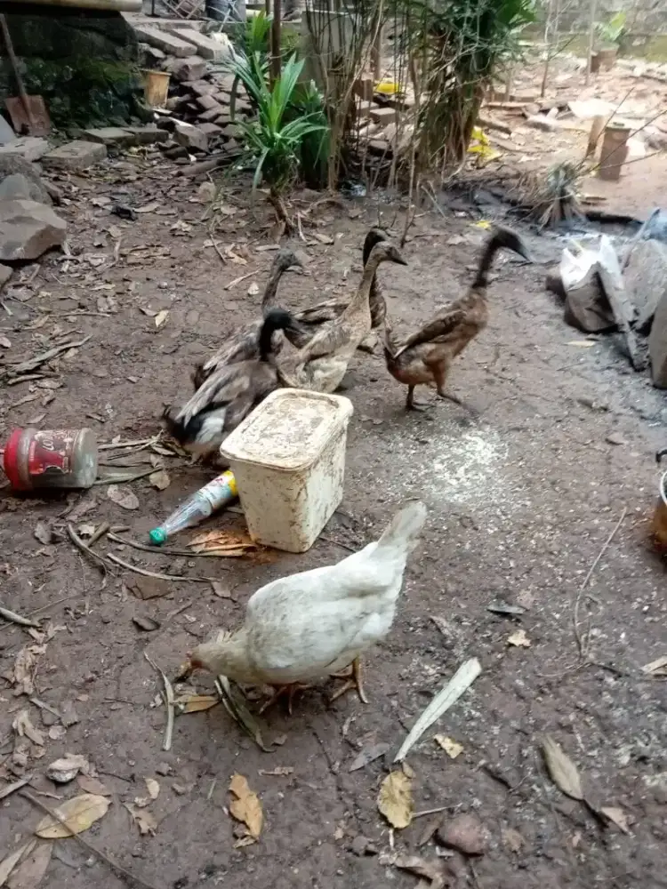 Ayam biang kampung