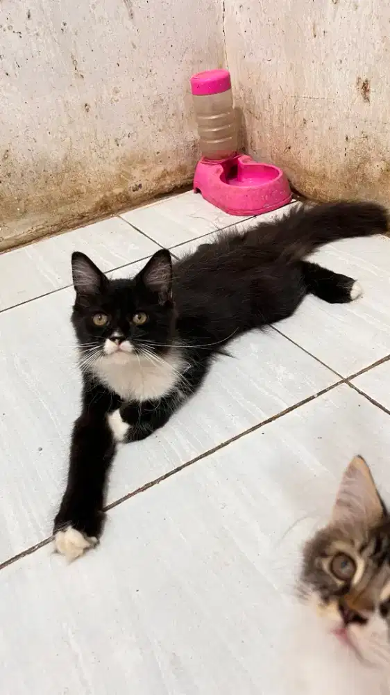 Maincoon mix Persia