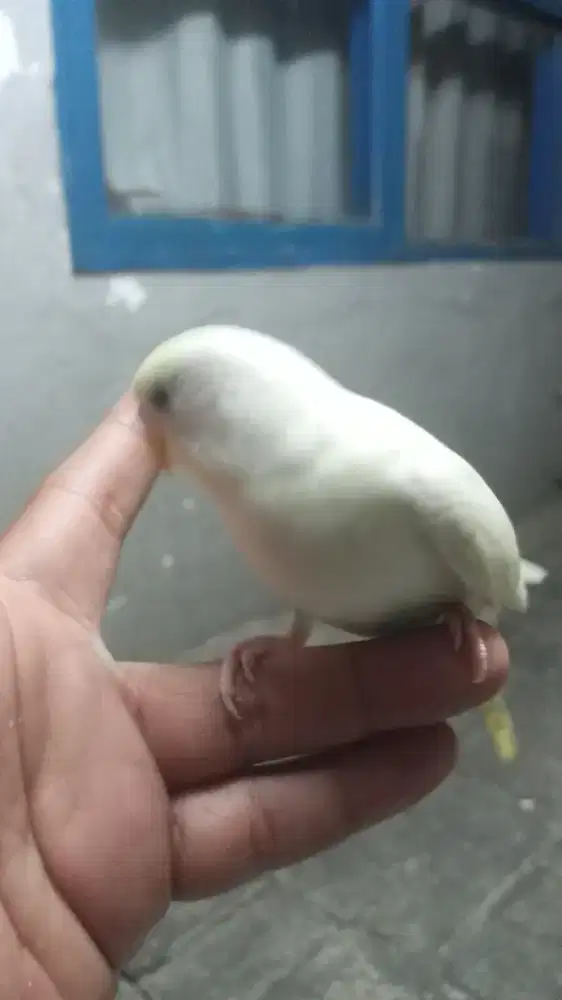 Parkit jinak outdorr edisi bisa tt