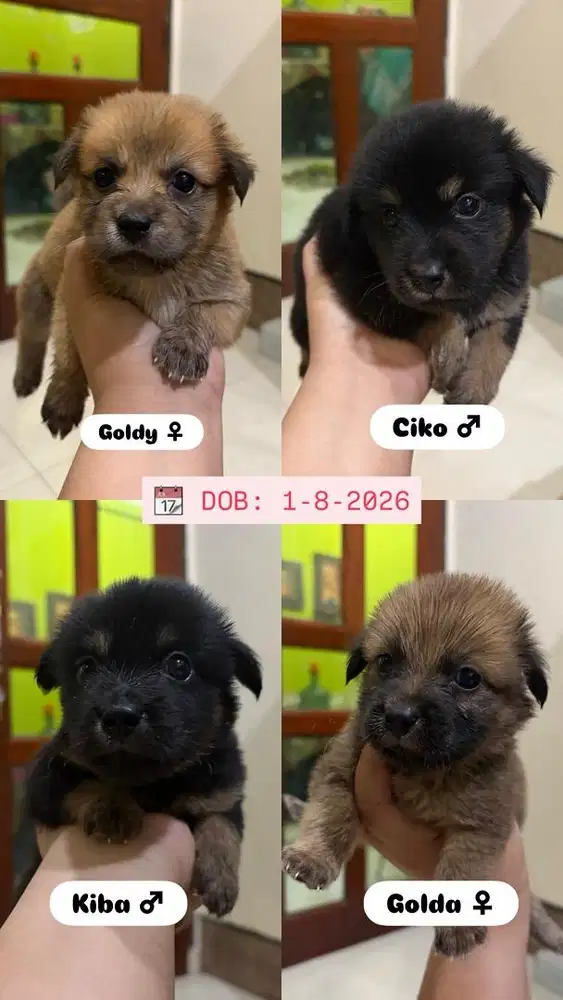 Anak anjing sehat