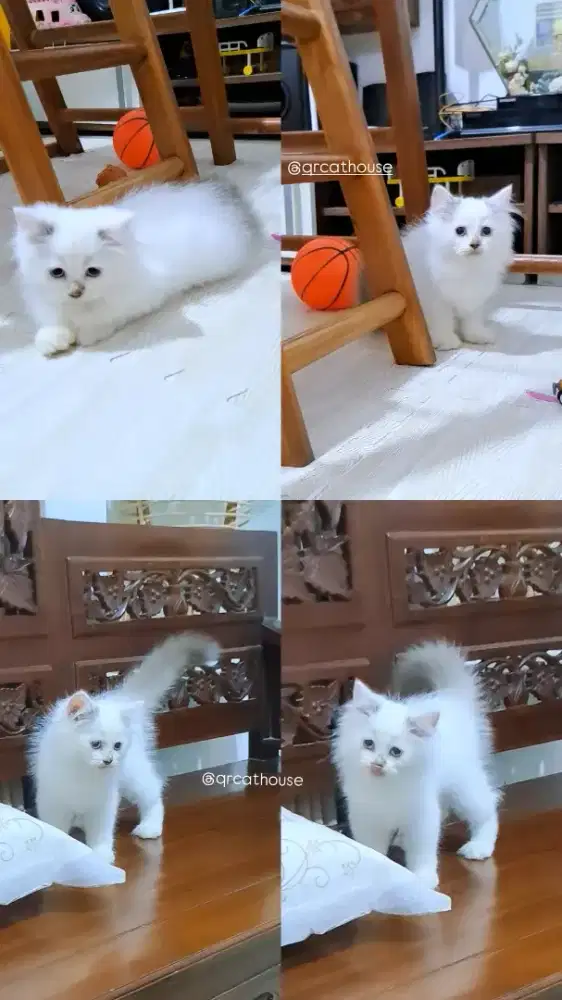 KUCING NS HIMALAYA JANTAN BETINA 2.5 BULAN