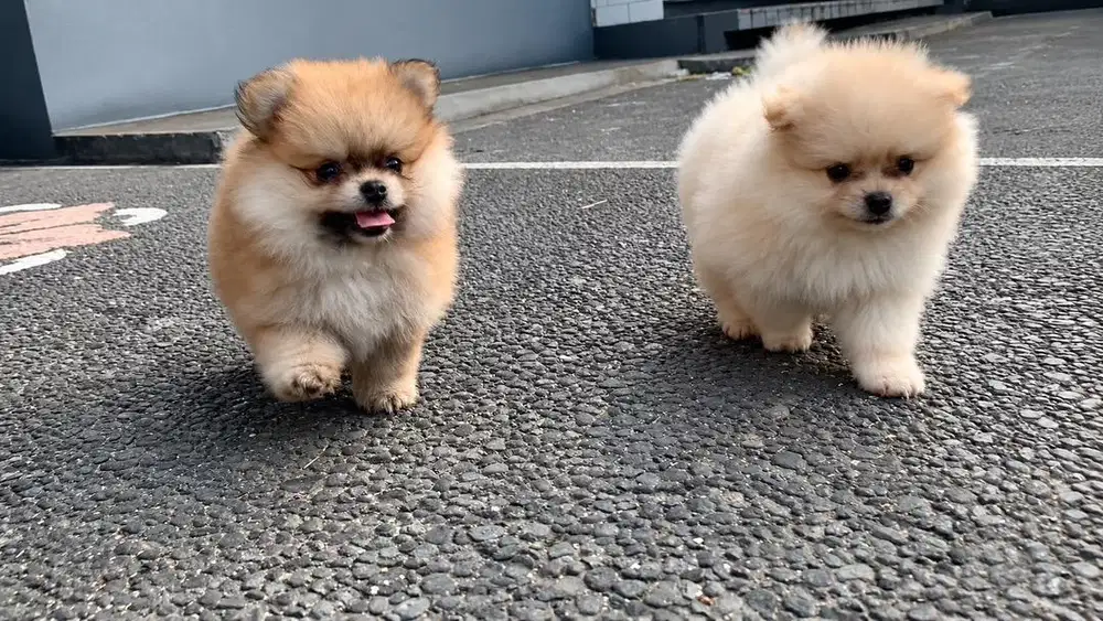 DI JUAL ANAK ANJING MINI POM