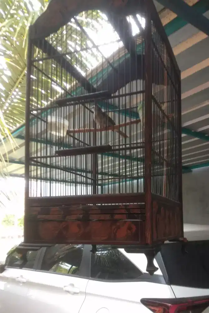 Sangkar ukir kayu cucak ijo, kacer, cendet