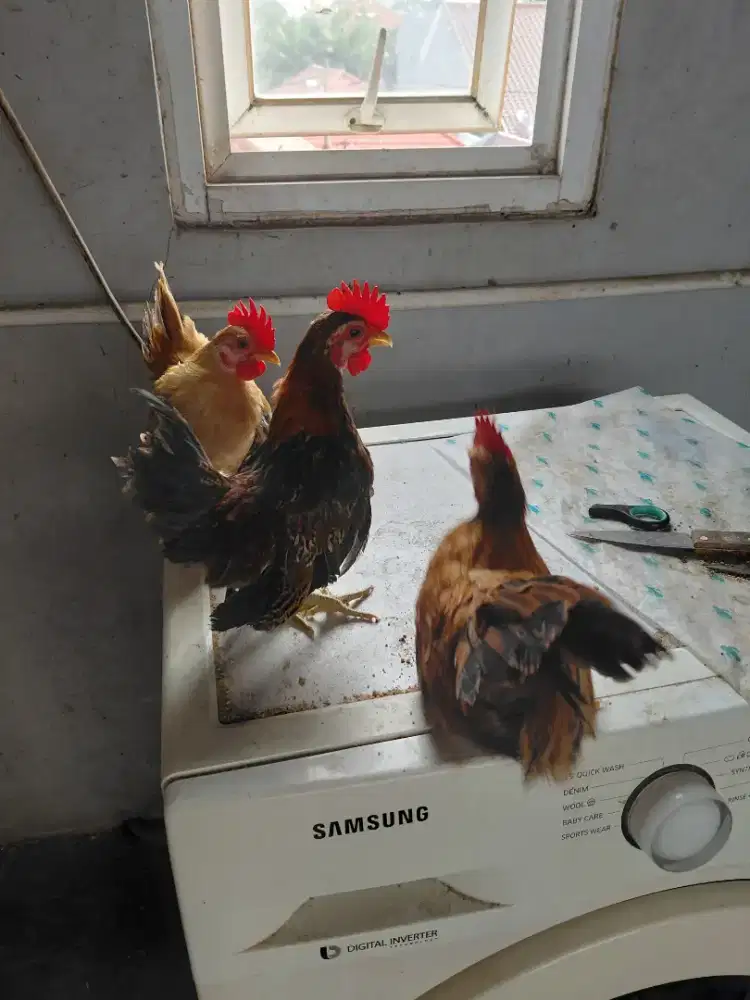 Ayam serama jantan